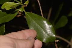 Myrsine platystigma