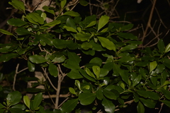 Myrsine platystigma