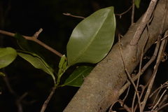 Coprosma putida