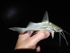 Siluriformes