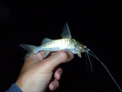 Siluriformes