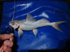 Siluriformes