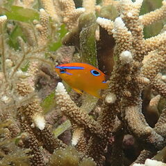 Neoglyphidodon polyacanthus