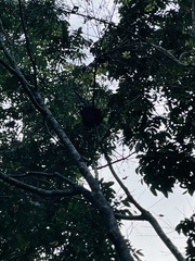 Crematogaster rogenhoferi