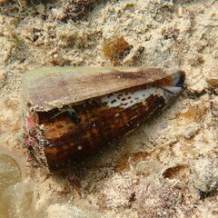 Conus litteratus