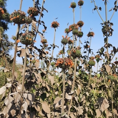 Leonotis nepetifolia