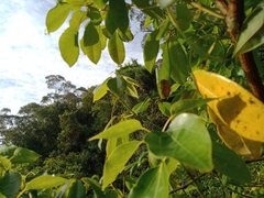 Anoplognathus concolor