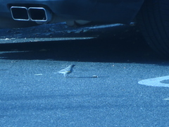 Setophaga coronata