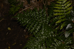 Asplenium milnei
