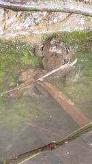 Limnonectes fujianensis