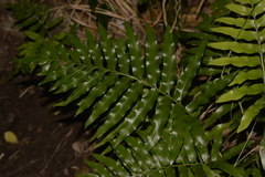 Asplenium milnei