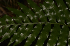 Asplenium milnei