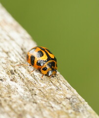 Peltoschema oceanicum