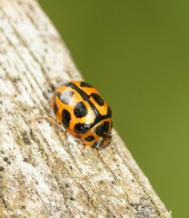 Peltoschema oceanicum