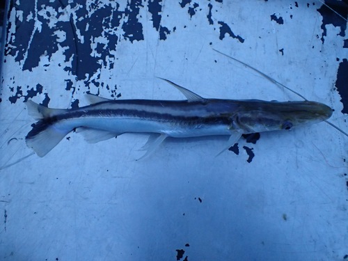 Slender shovelnose catfish (Sorubim elongatus) — Pimelodidae — 3