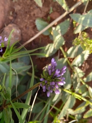 Pentanisia prunelloides