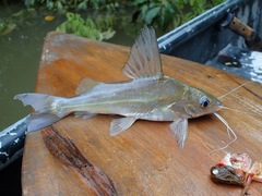 Siluriformes