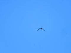 Falco peregrinus