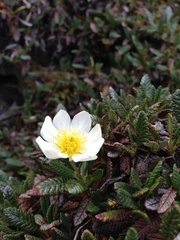 Dryas hookeriana