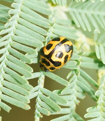 Peltoschema oceanicum