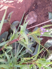 Pentanisia prunelloides