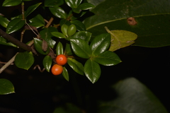 Alyxia ruscifolia
