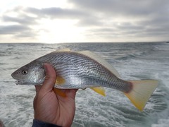 Umbrina roncador