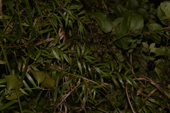 Geitonoplesium cymosum