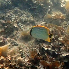 Chaetodon trifascialis