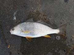 Umbrina roncador