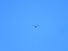 Falco peregrinus