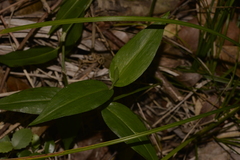 Tradescantia fluminensis