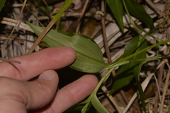 Tradescantia fluminensis