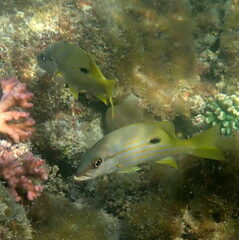 Lutjanus fulviflamma