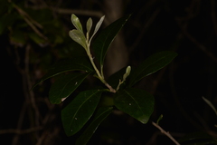 Planchonella howeana