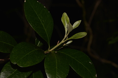 Planchonella howeana