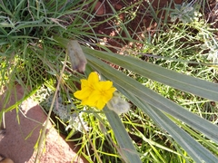 Hypoxis rigidula