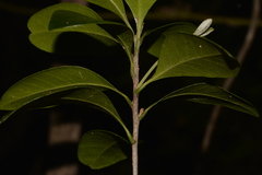 Planchonella howeana