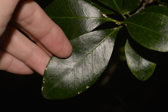 Planchonella howeana
