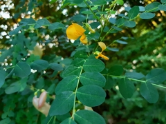 Colutea