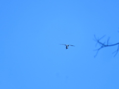 Falco peregrinus