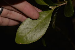 Planchonella howeana