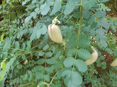 Colutea