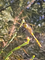 Austrothemis nigrescens