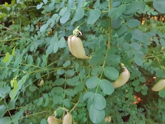 Colutea