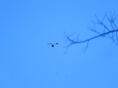 Falco peregrinus