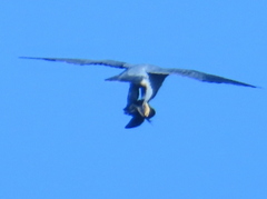Falco peregrinus