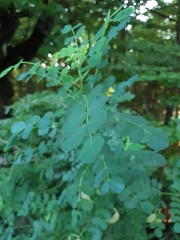Colutea