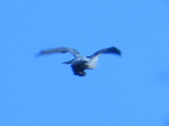 Falco peregrinus
