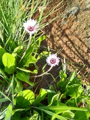 Gerbera viridifolia